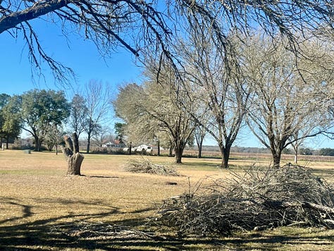 Photos of the piles of branches that were removed from the trees.