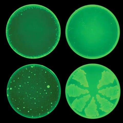 Collins Lab/ MIT James Collins's team have used AI to identify new compounds that can kill multiple bacteria (top row) that are resistant to other drugs (bottom row) (Credit: Collins Lab/ MIT)