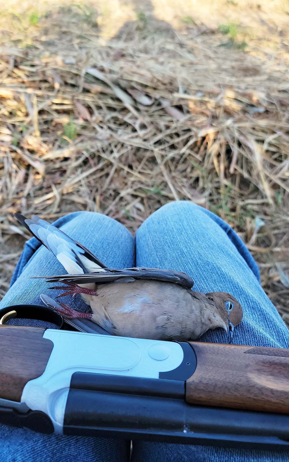 A lone dove on Hank's lap with his shotgun. 