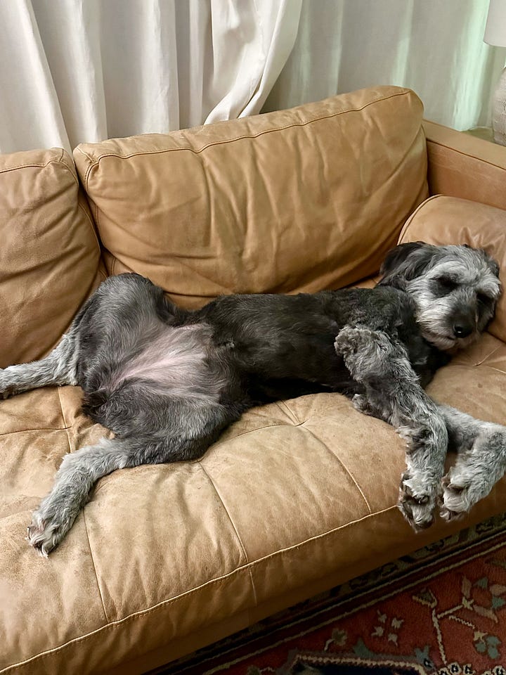 Birdy, a one-year old aussiedoodle strikes a pose.