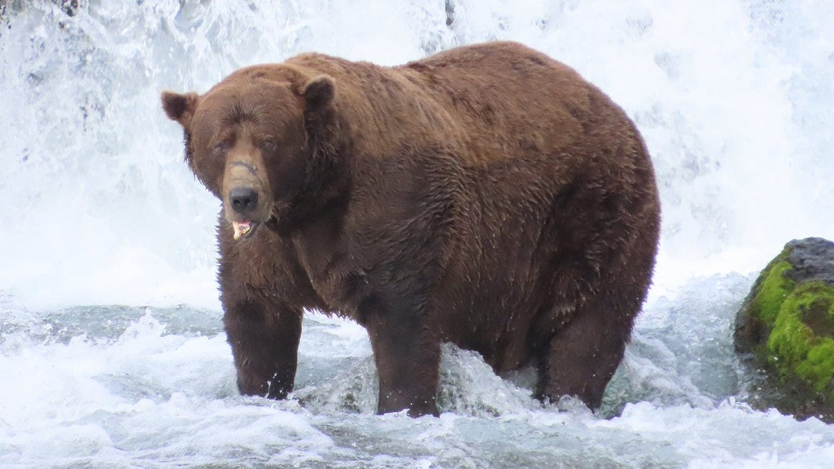 A large brown bear in front of a waterfall; the corner of his mouth is hanging open