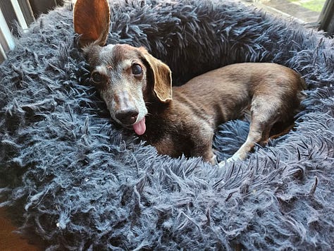 a small brown dog in a plaid coat, sitting on carpet, lounging in a fluffy dog bed