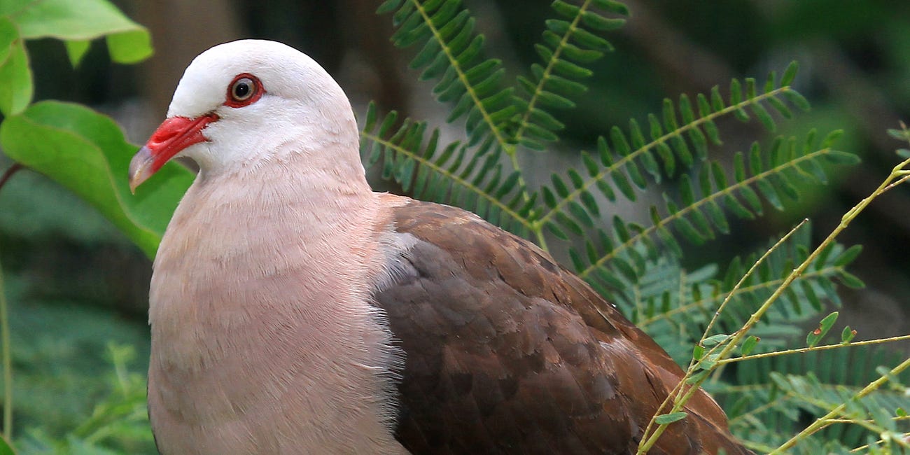 Genome engineering in biodiversity conservation and restoration