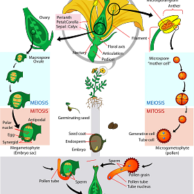 Findings: Plant Sex