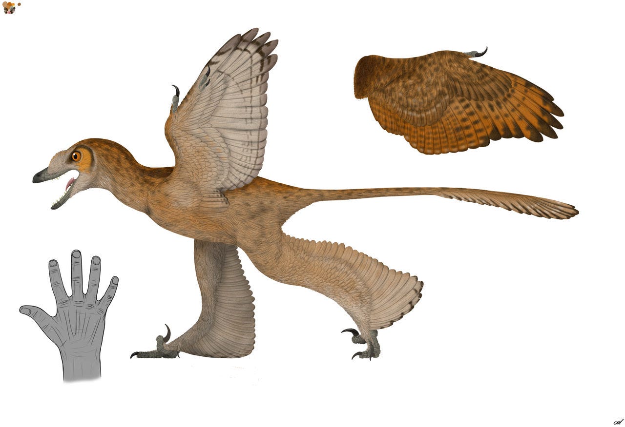 Sinornithosaurus millenii 2.0 Sinornithosaurus millenii 2.0