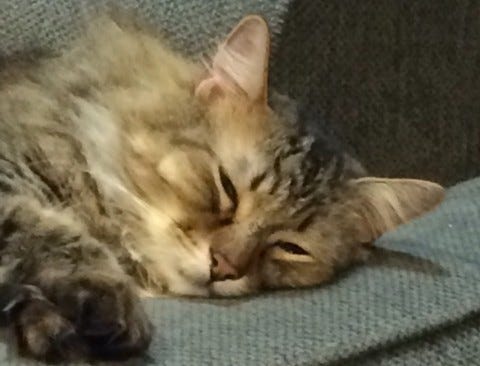 Feline Ear Infections Feline Ear Infections