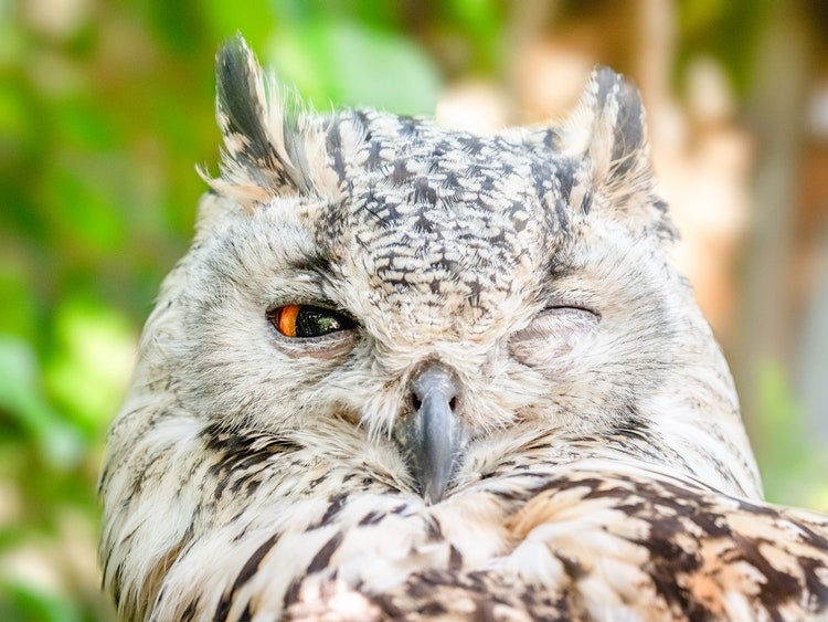 Lazy Owl Lazy Owl