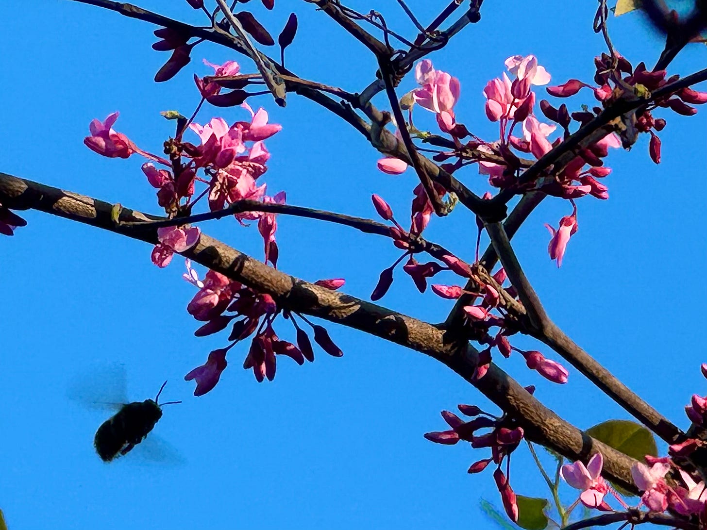 Honeybee silhouette on hot pink redbud blossoms Honeybee silhouette on hot pink redbud blossoms