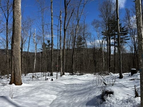 Best hikes and trails in Hinesburg Town Forest | AllTrails