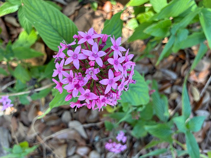 Current blooms in the Florida-Friendly Landscaping demo garden includes red-pink drift rose blooms, lavender flowers of chastetree, yellow blooms of thryallis, and pink flowers of pentas. 