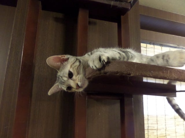 Cat Cafe Nanny Cat Cafe Nanny