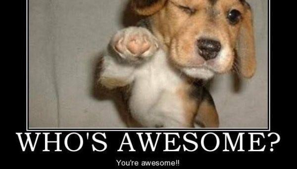 Cute Animal Thank You Meme Cute Animal Thank You Meme