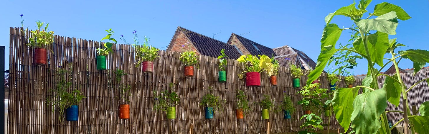 Colourful spray-painted cand with wildflowers growing in them and a sunflower that hasn't bloomed yet in the foreground