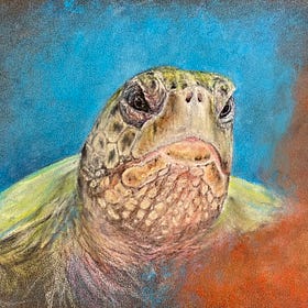 Karetschildpad (Hawksbill Turtle)