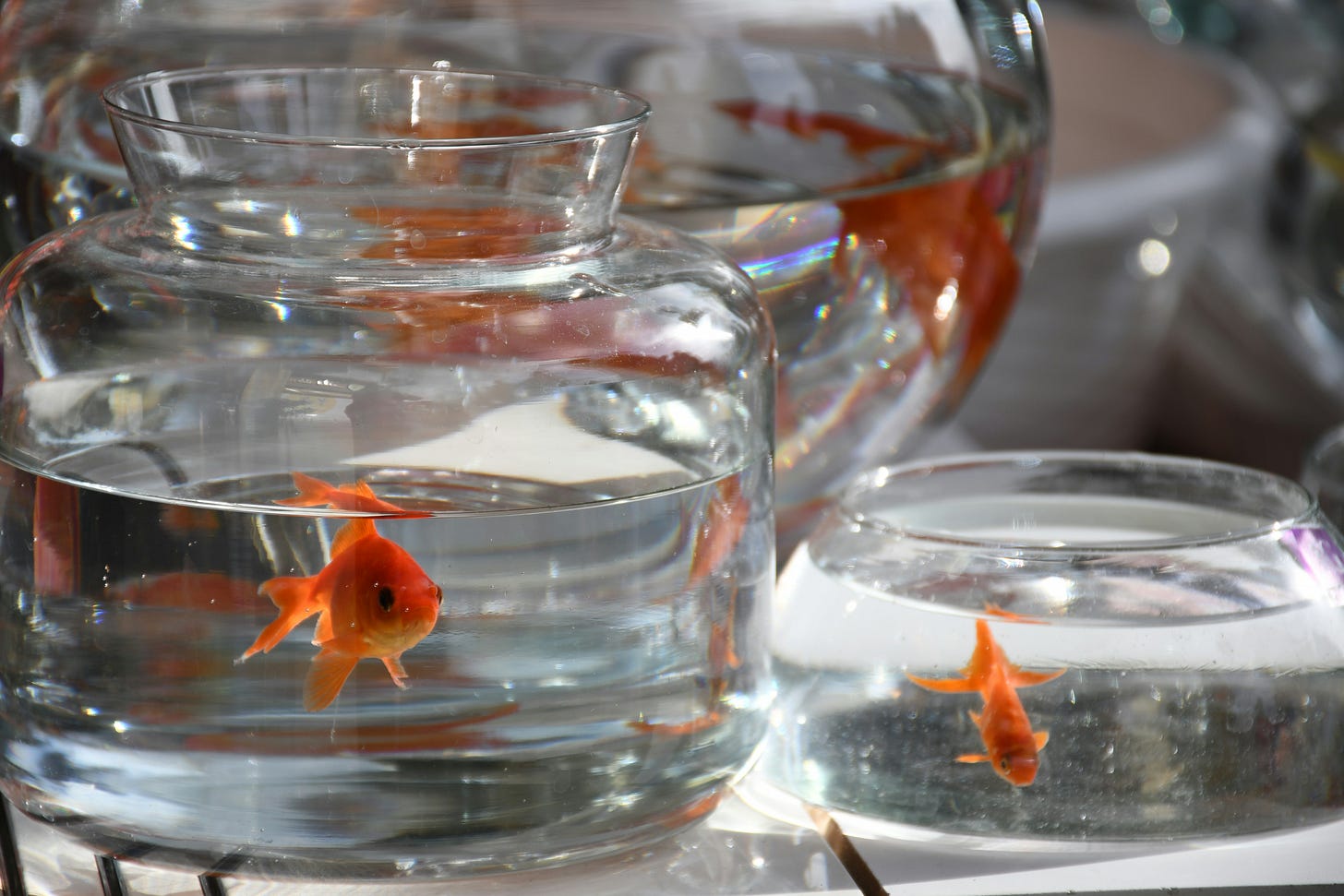goldfish swimming in bowls goldfish swimming in bowls