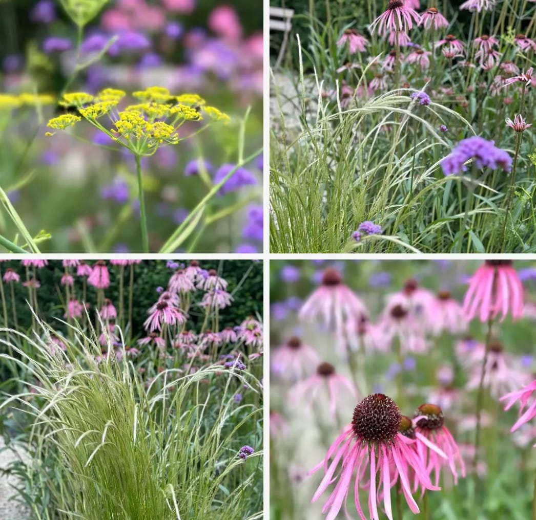 Informal gravel garden with a mix of self-seeded flowers and foliage creating a relaxed planting style Informal gravel garden with a mix of self-seeded flowers and foliage creating a relaxed planting style