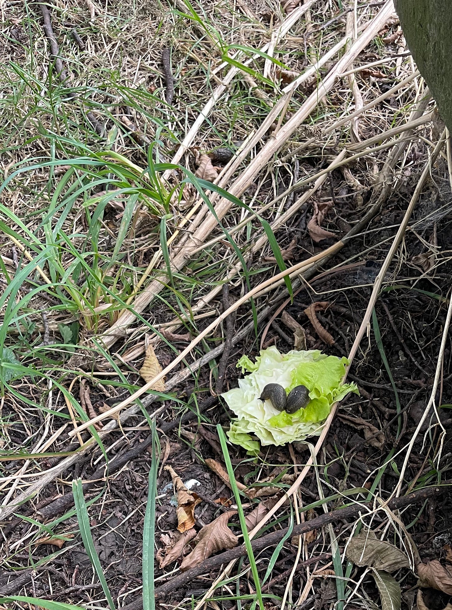 Black slugs on a piece of lettuce