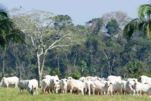 cattle