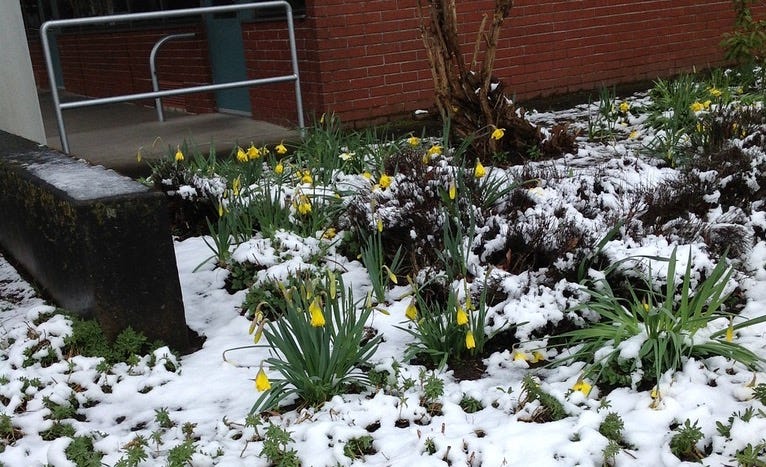 Yellow daffodils growing in the snow with a brick building in the background. Yellow daffodils growing in the snow with a brick building in the background.