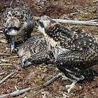 Kielder’s ospreys take flight beyond the forest