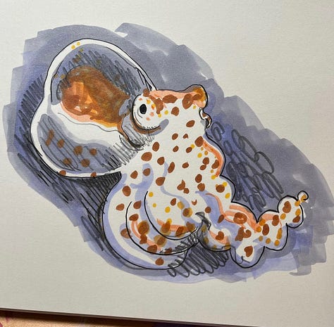 nocturnal and sea creature illustrations from Introvert Drawing Club