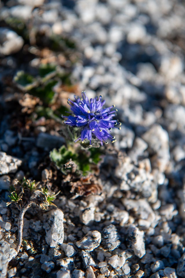 A single dense head of small blue-purple flowers with fine protruding stamens rises from a low green rosette wedged among pale broken rock.