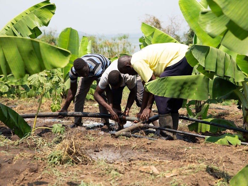men fixing irrigation pipe in a banana plantation men fixing irrigation pipe in a banana plantation
