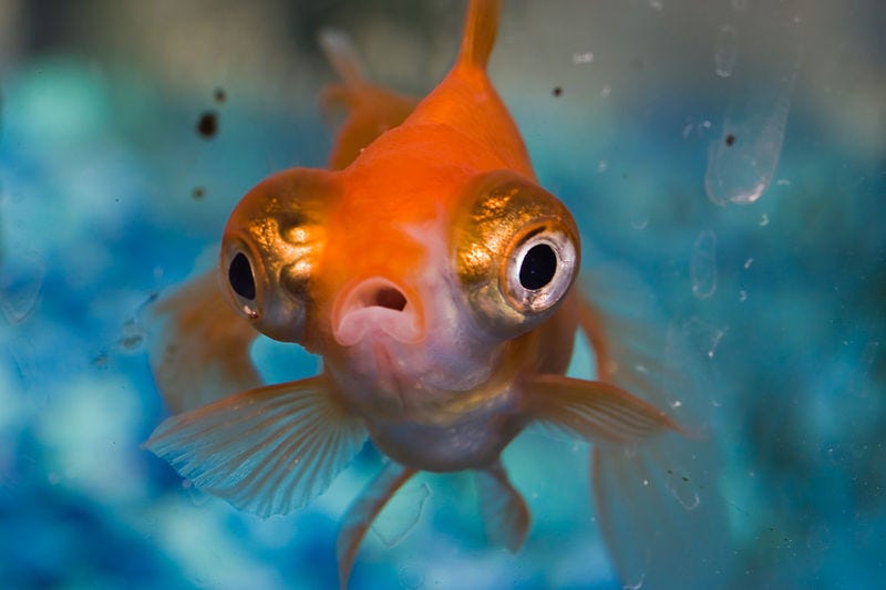 File:Shocked (2790652609).jpg File:Shocked (2790652609).jpg