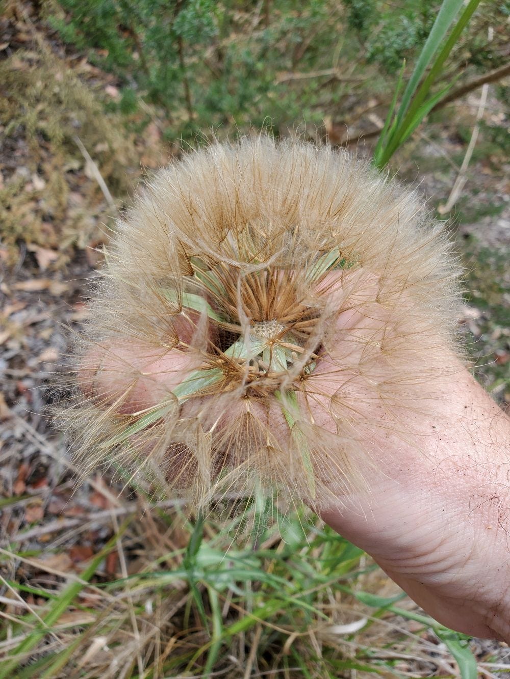 Tragopogon porrifolius [Seed harvest 1] 20221128_121445 sml.jpg