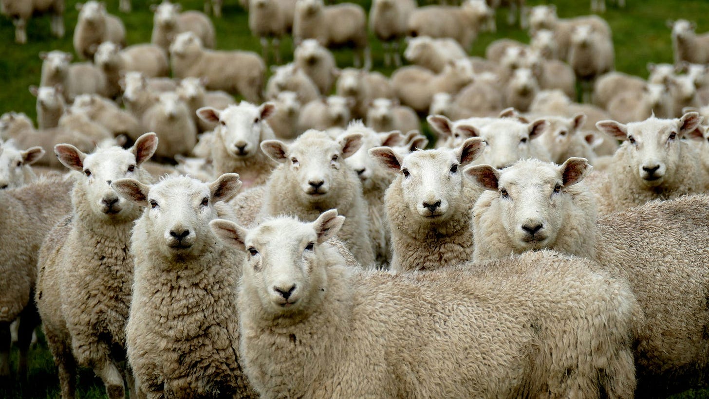 A herd of sheeples A herd of sheeples