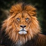 Transformative Leadership Conversations