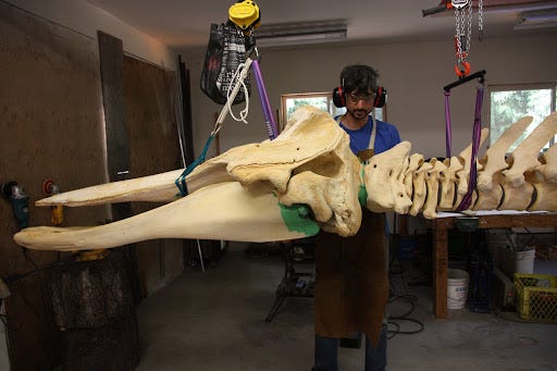 Burke Museum Baird's beaked whale - MY SITE