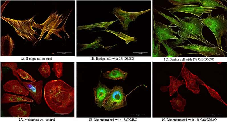 cell control DMSO