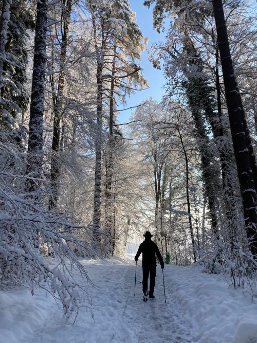 A man walking with poles in the snow surrounded by big trees