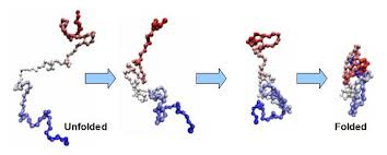 Protein Folding