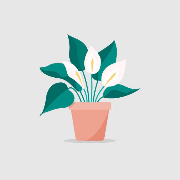 450+ Peace Lily Stock Illustrations, Royalty-Free Vector Graphics & Clip  Art - iStock | Peace lily plant, Peace lily in pot, Peace lily indoors