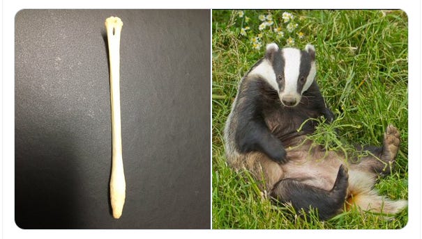 Let's talk about the badger penis