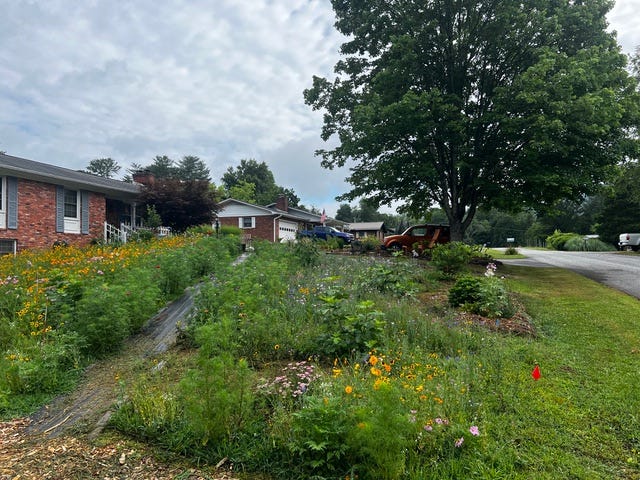 Turning Your Lawn Into a Meadow | N.C. Cooperative Extension