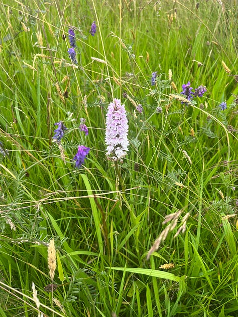 wildflowers