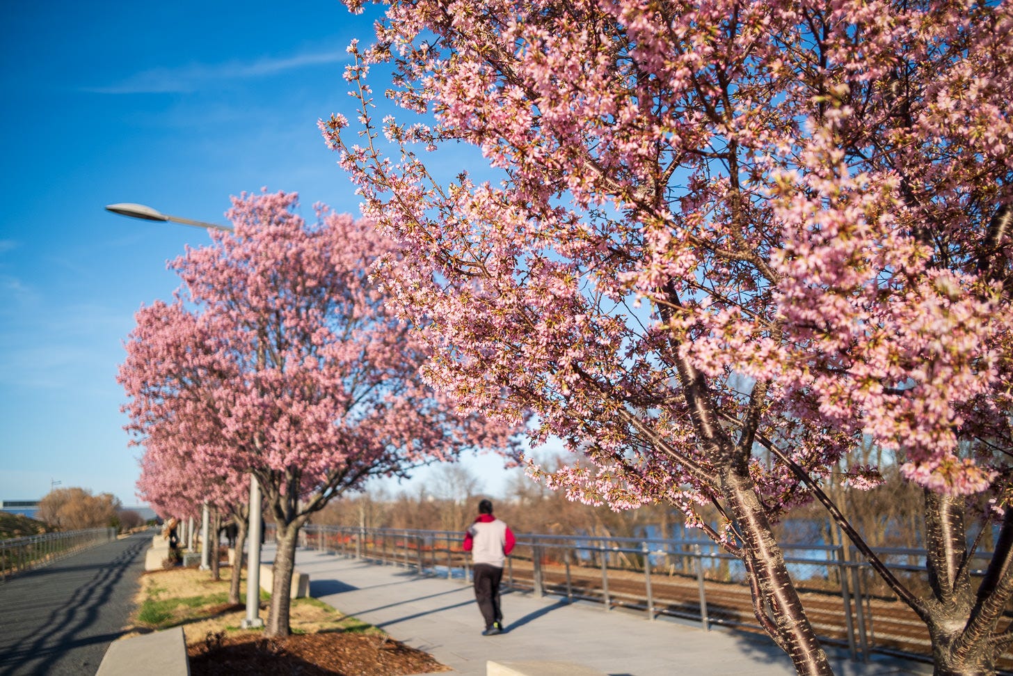 Cherry Blossom Watch Update: March 15, 2026