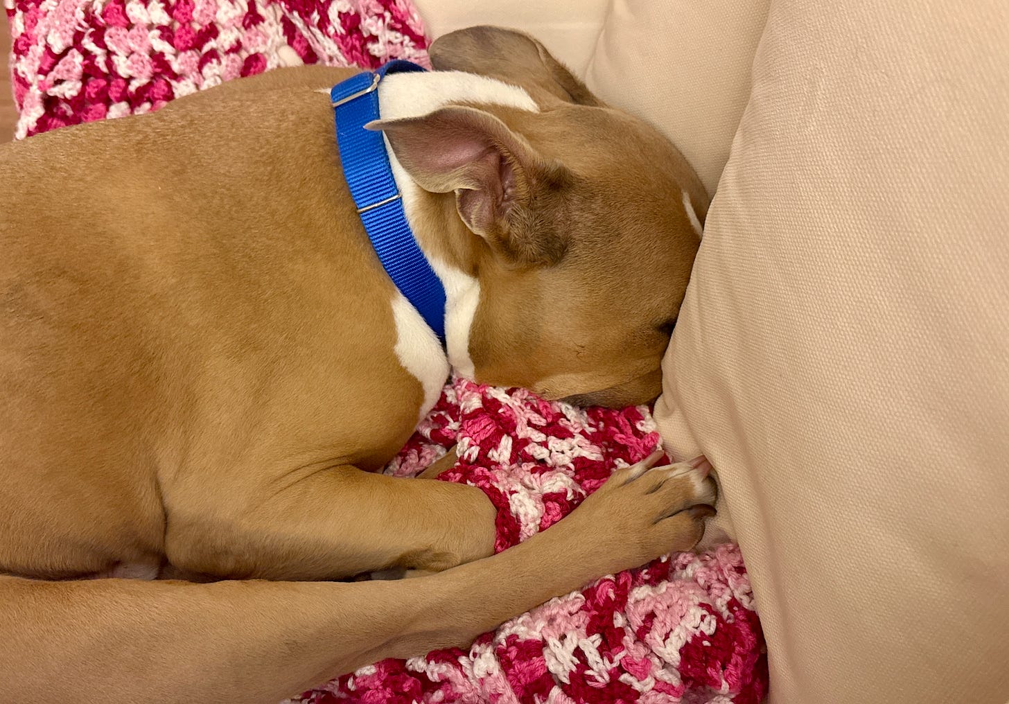Elvis resting on a blanket on a seat with his head under some pillows