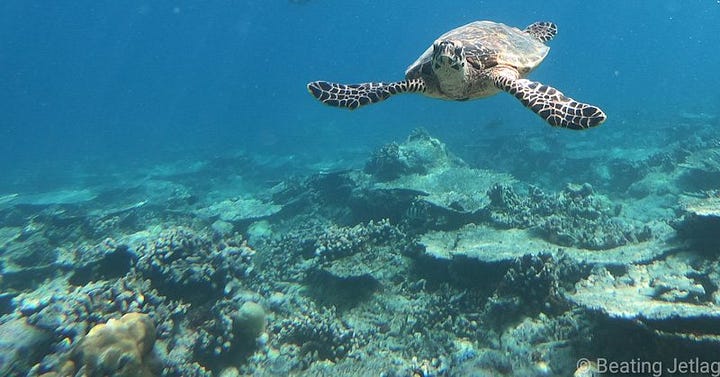 Sandbank and Sea Turtles excursions near Maafushi, Maldives