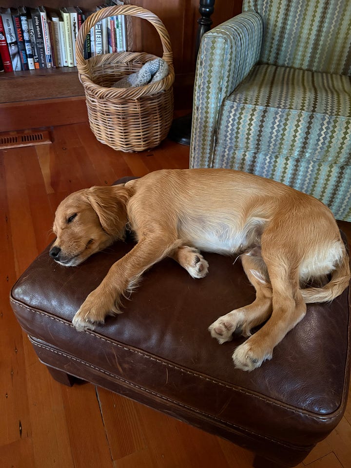 Puppy Finn 