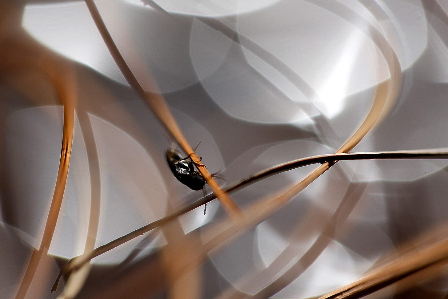 Close up abstract image of the curving leaf blades of Common Cottongrass (Eriophorum angustifolium) backlit by sun reflecting off the wet surface of the moss (lowland raised bog). A small black beetle climbs along one autumn tinted orange leaf.