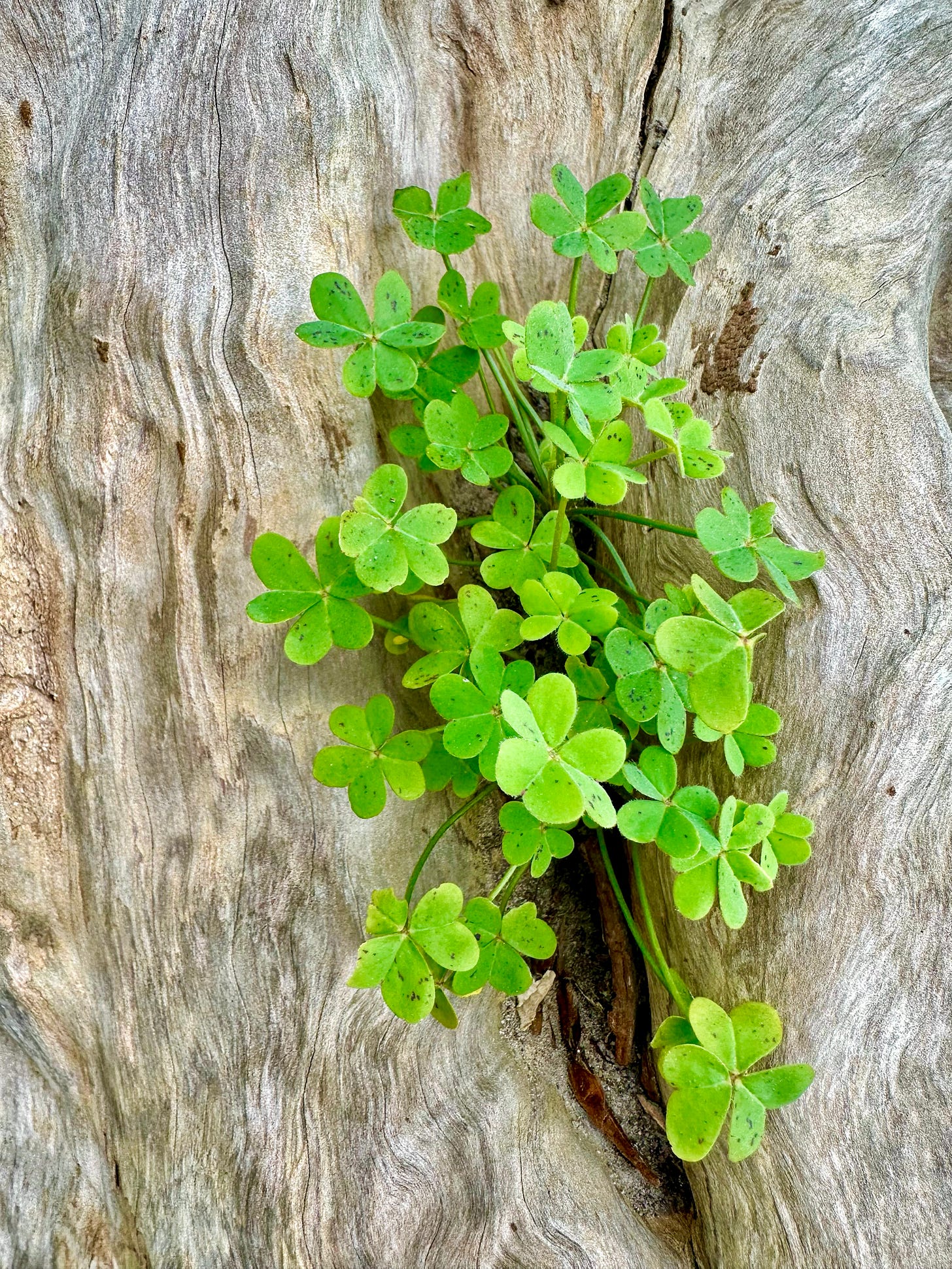 picture of dead textured tree near the beach with clover growing out of it picture of dead textured tree near the beach with clover growing out of it