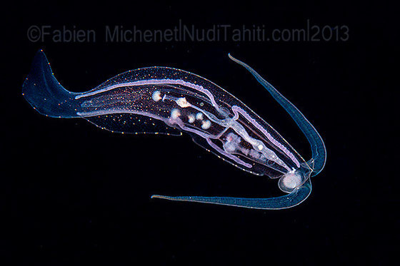 Video! The sea slug that looks and swims like a fish | Deep Sea News
