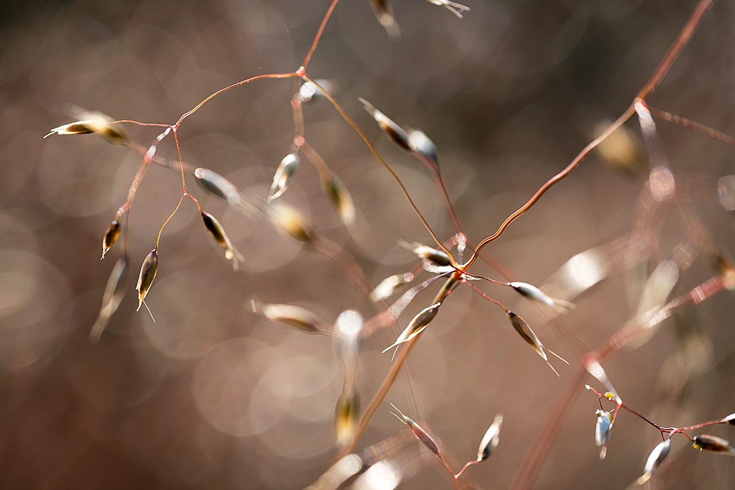 Macro photograph of backlit wavy hair grass in high summer reveals its maturing seeds and characteristically wavy, reddish stems, sharply outlined against softly rendered bokeh circles of light