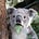 Annoyed_Koala's avatar