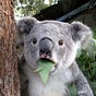 Annoyed_Koala's avatar