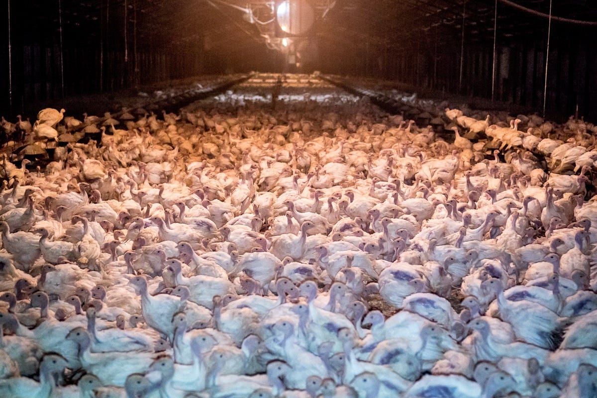 Six Animal Rights Activists Charged With Felonies for Investigation and  Rescue That Led to Punishment of a Utah Turkey Farm